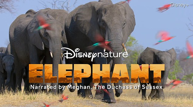 Меган Маркл озвучила документальный фильм про слонов от Disney – премьера через несколько дней