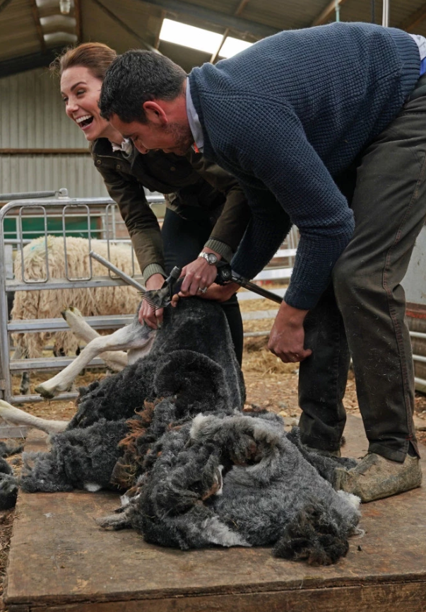 Принц Уильям и Кейт Миддлтон помогли фермерам стричь овец