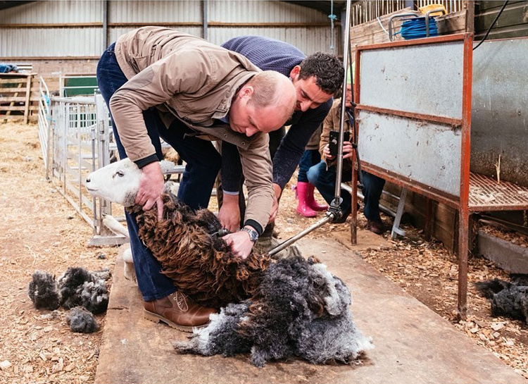 Принц Уильям и Кейт Миддлтон помогли фермерам стричь овец